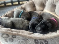 Cane Corsa A Kalite Anne Baba SCR Tüm İllere Gönderim