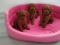 Redbrown toy poodle yavrularımızı canlı görün