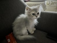 2 aylık erkek british longhair yavrumuz