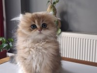 British Longhair Golden Yavrumuz Full Şecereli