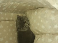 British shorthair kedimiz