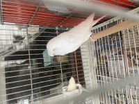 Bir takım albino sahiplendirilecektir
