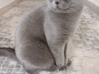 11 aylık scottish fold