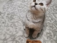 Babalık hakkı miniğim ömürlük yuvasını arıyor