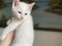 British shorthair yavrularım yuvalarına gitmeye hazırlar