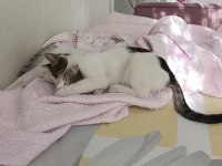 2 tane yavru kedi ücretsiz sahiplendirmek istiyorum