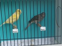 Kanarya ve hint bülbülü
