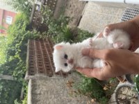 British longhair kedimiz