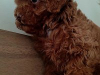 En Güzelinden Poodle Bebeklerimiz Hazır