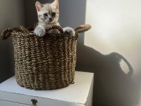 2 aylık british shorthair
