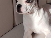 Fransız Bulldog Son 1 Yavru