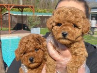 Red Brown Toy Poodle Yavruları İstanbul