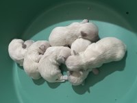 Korekan Maltese Terrier