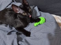 Uslu, oyuncu, tatlı siyah kedi yavrusu acil sahiplendirme