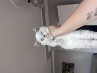 Oyuncu teslime hazır tek bebek kedimiz