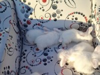 Hollanda Teddy Lop Tavşan Yavruları