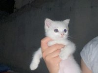 Bir buçuk aylık scottish fold