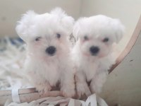 0 numara bembeyaz maltese terrier yavrularımız
