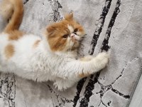 1 yaşında erkek kedişimiz exotic