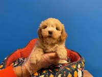 A KALİTE MALTİPOO BEBEKLERİMİZ