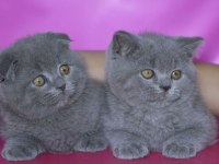 SIFIR KULAK TOP KAFA SHOW BEBEK KEDİLER