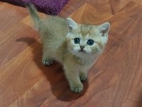 Safkan british shorthair ny 11