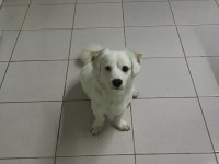 Ücretsiz rus finosu kırması köpeğimi sahiplendiriyorum