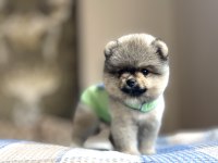 AYI SIRAT POMERANİAN BOO YAVRULAR