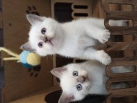 SCOTTİSH YAVRU KEDİLER