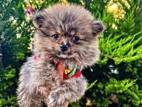 Varsa daha iyisi o da annesi pomeranian boo