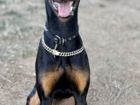 7.5 aylık doberman kızımız