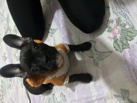 3 Aylık Yavru Dişi French Bulldog