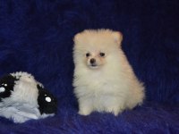 Pomeranian boo erkeğimiz