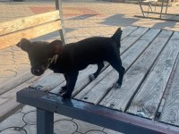 Yavru dişi şivava cinsi köpeğimiz