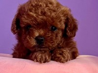 Teacup Kore Poodle Yavrular