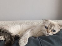 2 Yaşında Dişi Scottish Fold