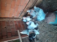 5 li Brahma Takımı