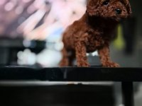 Kore toy poodle yavrular
