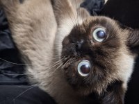 Exotic shorthair chocolate point