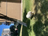 Beyaz pomeranian dişimiz 7 aylık soy ağacı mevcut