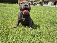 Blue French Bulldog Yavruları İstanbul 