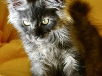 Kalitenin Adresi Big Claw Maine Coon