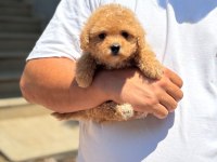 Çocuk Dostu Maltipoo Yavruları