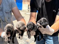 Cane corso yavru köpekler