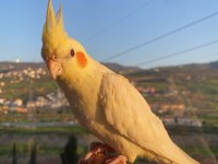 El Beslemesi Lutino Sultan Papağanı Bebek