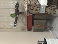Bakamadığımdan ele alışık evcil alexander papağanı