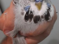 SHOW JUMBO MUHABBET KUŞU ERKEK