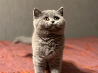 Ayı surat british shorthair yavru kedimiz