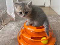 ORJİNAL EV ORTAMINDA BÜYÜYEN YAVRU BRİTİSHLER