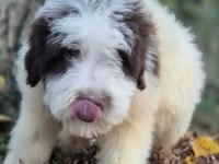 Chocolate pied aussiedoodle yavrumuz
